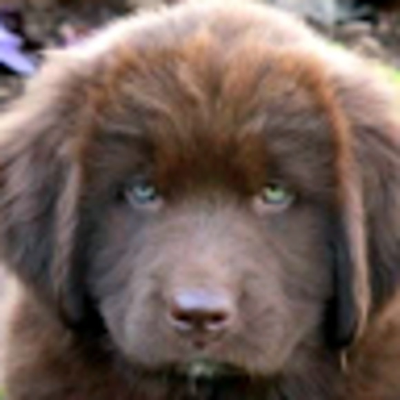 Meet your Posher, Sharilee - Picture 1 of 1